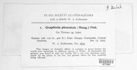 Graphiola phoenicis image